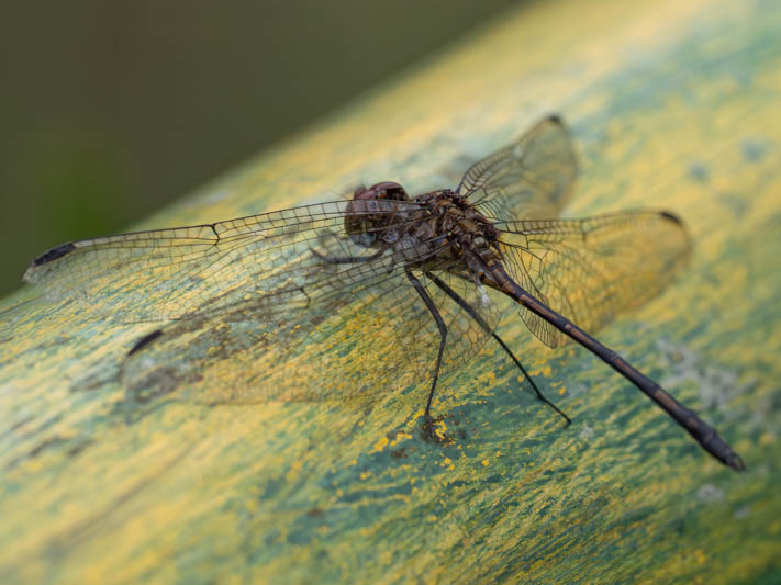 Dythemis sterilis (Brown Setwing) male-2.jpg